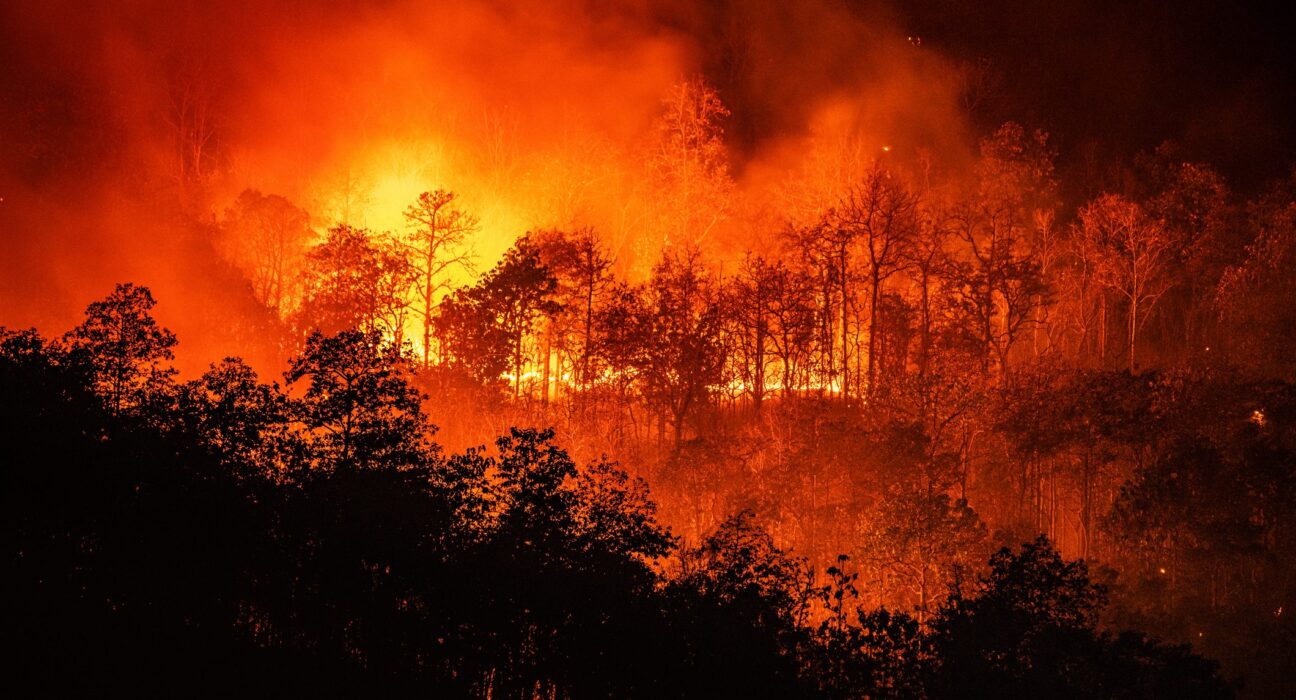 Lotta agli incendi boschivi, Lo Schiavo (DeMa) in Commissione: “Aumentare le risorse per il contrasto alle ecomafie”