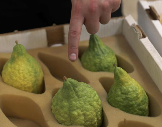 Il cedro di Santa Maria del Cedro conquista il marchio Dop