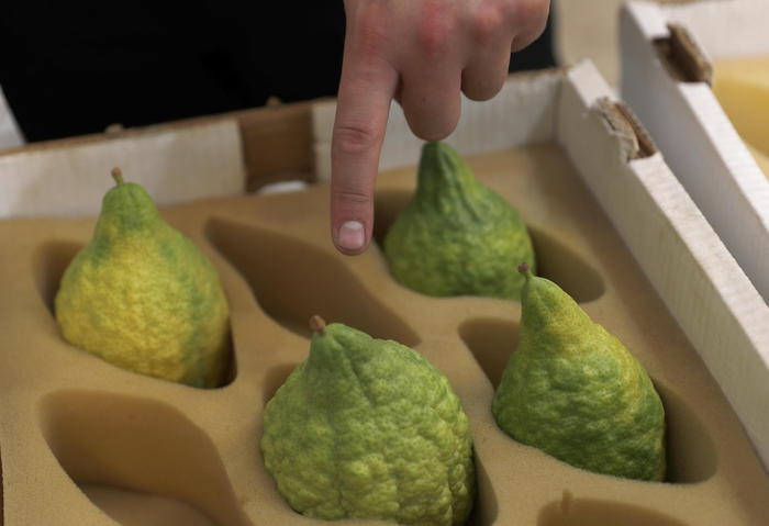 Il cedro di Santa Maria del Cedro conquista il marchio Dop