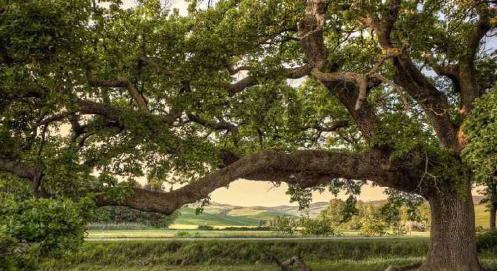 Valorizzazione degli alberi monumentali calabresi, presentata proposta di legge