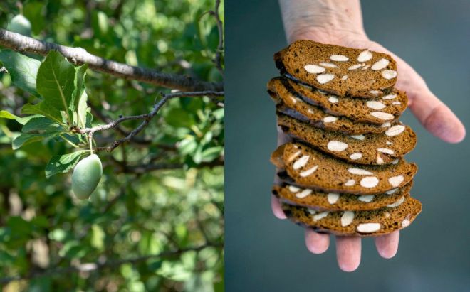 Due nuovi presidi Slow Food in Calabria: “pruna di frati” e “piparelle”