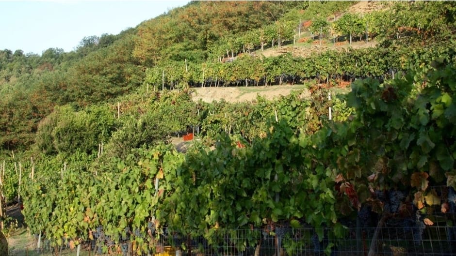 Grimaldi Enoica Co Wine Festival: il Savuto si racconta tra calici, cultura e comunità