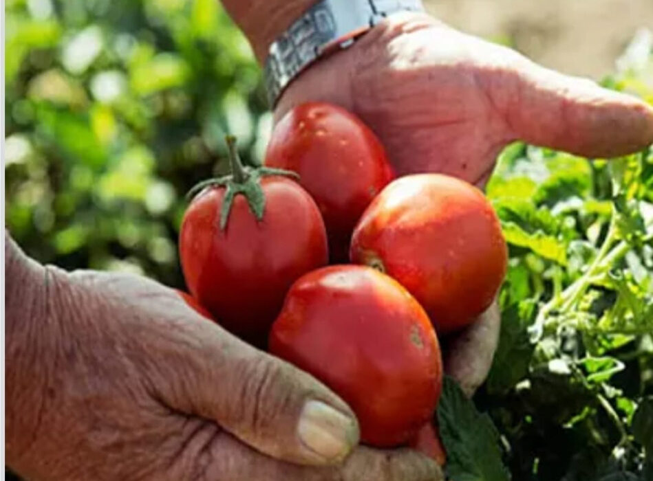 Pomodoro Siccagno Zagarese: il gusto autentico e l’identità di un luogo di Calabria