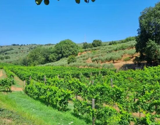 Il vino zibibbo di Francavilla, storia di una identità ritrovata