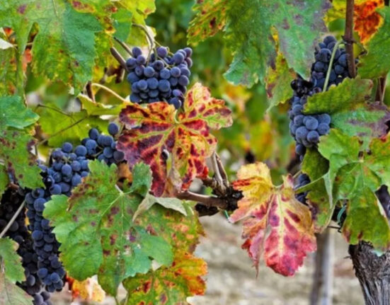 Masaf, riconoscimento Dop al vino calabrese Cirò Classico