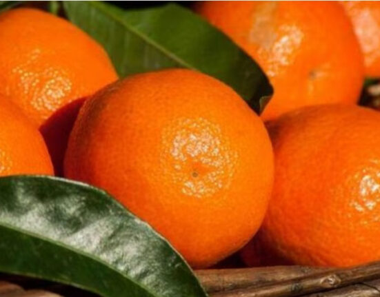 ‘Clementina Festival’, gli agrumi mettono in luce un’eccellenza calabrese