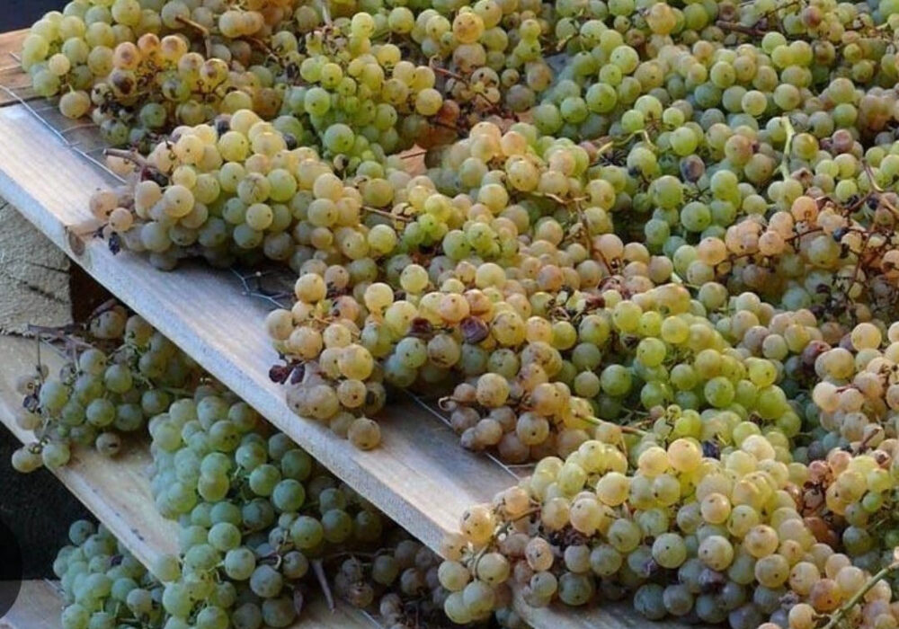 Moscato di Saracena: l’anima dolce del Pollino che racconta Calabria