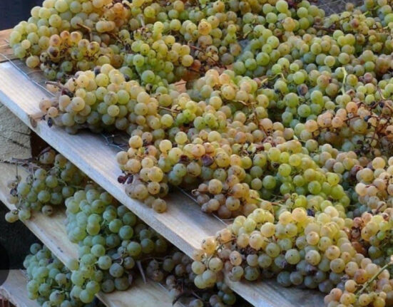 Moscato di Saracena: l’anima dolce del Pollino che racconta Calabria