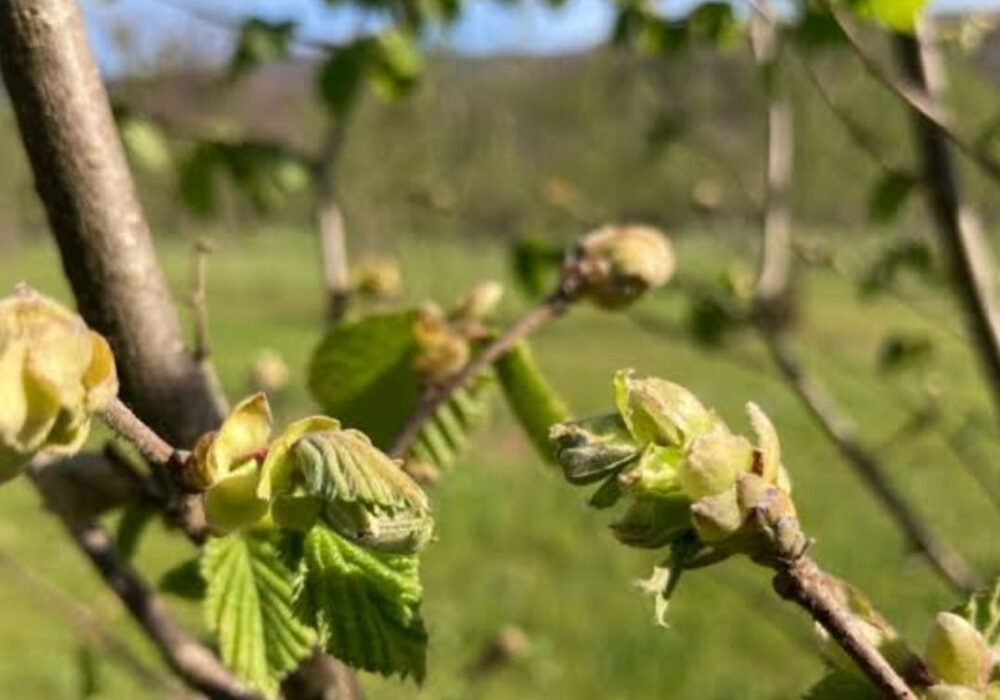Cardinale, il borgo della Nocciola: dove il gusto diventa identità